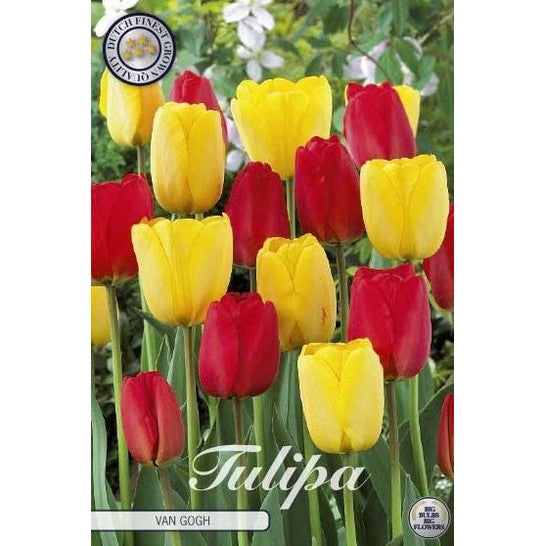 Tulipan Van Gogh 10-pakning